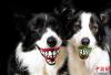 这是一款滑稽的新发明，含着它，全世界的狗狗都会冲你露齿微笑。这款狗狗玩具球由南美Rogz公司的Porky Hefer设计，上面带印有两排大白牙，保证汪星人每次屁颠屁颠跑过来都会送你一个由衷的微笑。