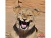 美国南卡莱罗纳州哥伦比亚，摄影师Randy Rimland在河堤动物园拍到一头小狮子开心大笑的场面。