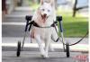 澳大利亚墨尔本，一只西伯利亚哈士奇狗狗装上了轮椅，开心的跑着。