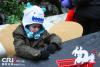2014年1月25日，一名美国小朋友在华盛顿中国新年家庭日活动现场给生肖马填色。（张旭 摄）