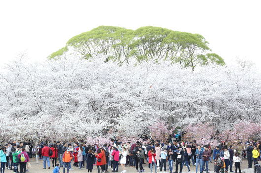 玉渊潭公园迎来最早樱花节