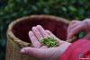 图为采摘下来的雨花茶叶。