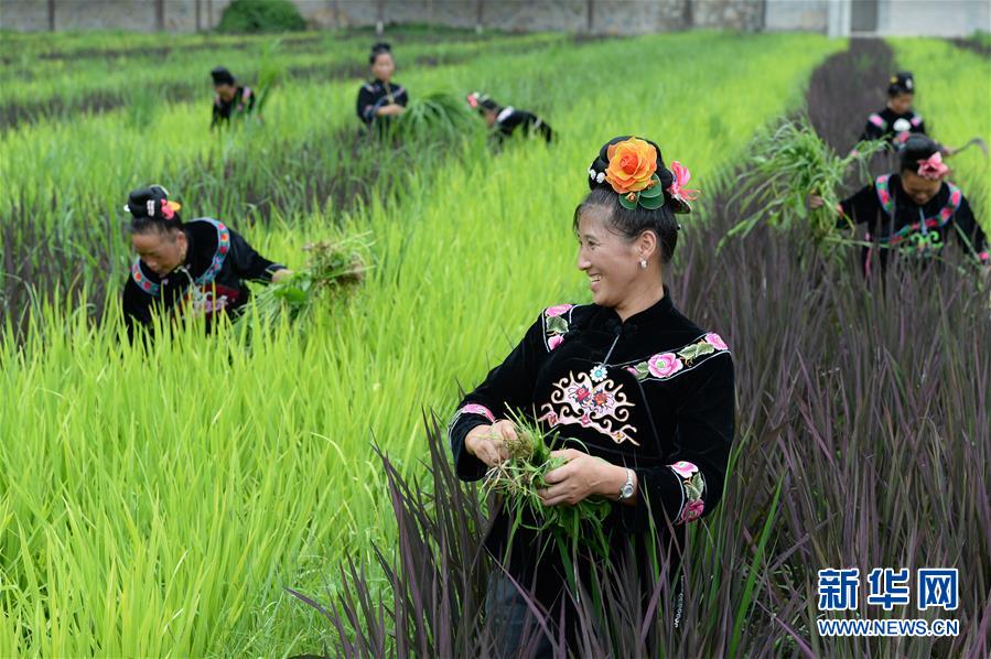 贵州台江：阳芳村民种出五彩生活