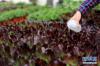 　1月10日，刘振健在大棚里给多肉植物浇水。 新华社记者朱旭东摄
