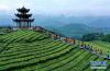 　7月7日，游客在湖北省宣恩县万寨乡伍家台村的有机茶园里观光游玩。 新华社发（宋文 摄）
