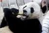 旅美大熊猫“贝贝”启程回国