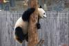 旅美大熊猫“贝贝”启程回国【2】