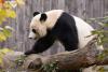 旅美大熊猫“贝贝”启程回国【3】