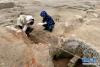 12月23日，在濉溪明清时期酿酒作坊遗址考古发掘现场，考古人员在进行测量绘图。新华社发（黄博涵摄）