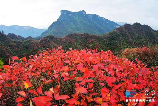 航拍重庆酉阳：漫山红叶染红层层峰峦 