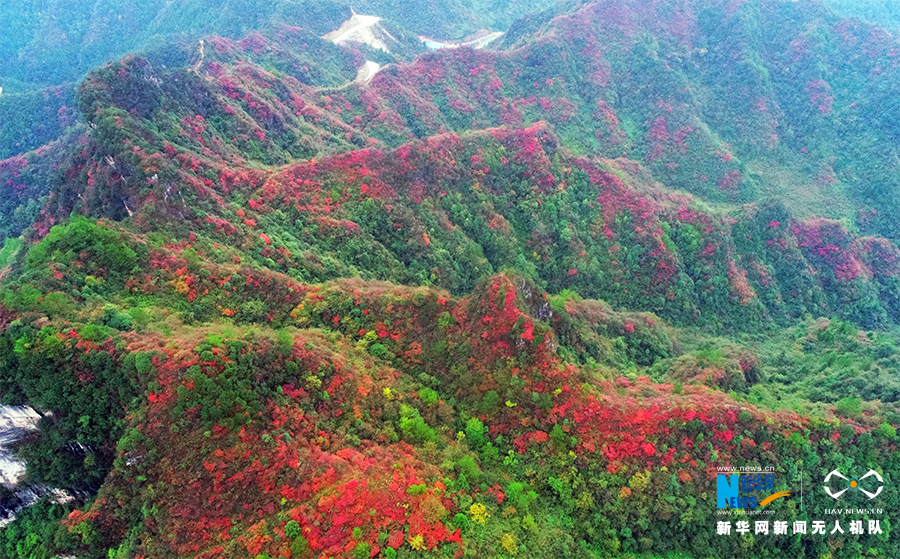 从空中俯看，连绵不断的山峰秋色盈金、树叶流丹。新华网发（陈碧生 摄）