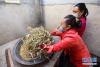 　11月1日，在墨玉县普恰克其乡布达村的一个桑皮纸作坊里，匠人将剥好的桑树皮放入锅中。  新华社记者 丁磊 摄