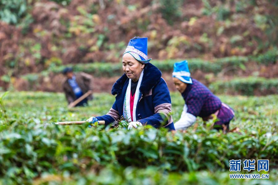 贵州立法禁止茶树种植基地使用化学除草剂