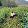 12月6日，在贵州省遵义市凤冈县娄山春茶叶专业合作社茶叶基地，村民采取人工方式除草。新华社发（罗星汉 摄）