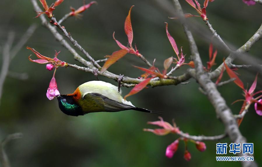 12月22日，在贵阳市花溪国家城市湿地公园里，枝头的冬樱花吸引叉尾太阳鸟前来觅食啄花。新华社发（秦刚 摄）