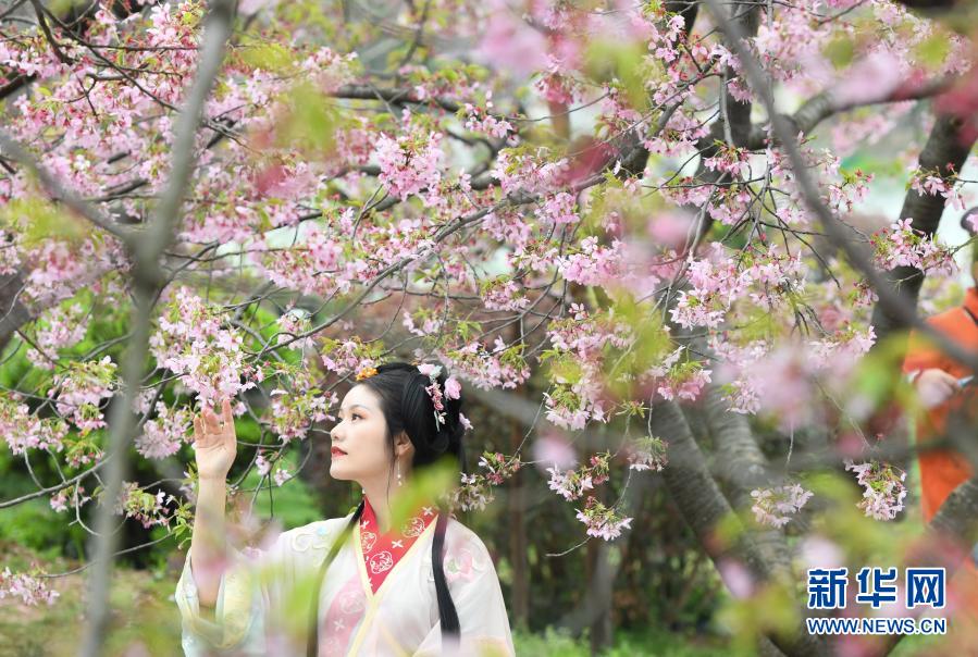 2021武汉东湖樱花节开幕 园内樱花盛开美不胜收 国家品牌网