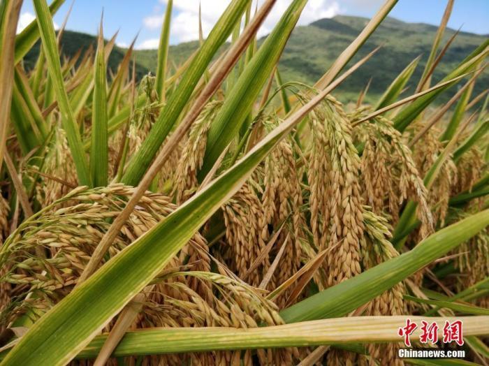 国际粮价暴涨，会影响中国人的“饭碗”吗？ 国家品牌网