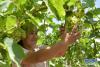 新疆吐鲁番市鄯善县鲁克沁镇沙坎村的农民在采摘葡萄（2019年7月1日摄）。新华社记者 丁磊 摄 