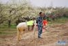 4月5日，工作人员牵着马在游园会上为游客提供服务。新华社记者邢广利 摄