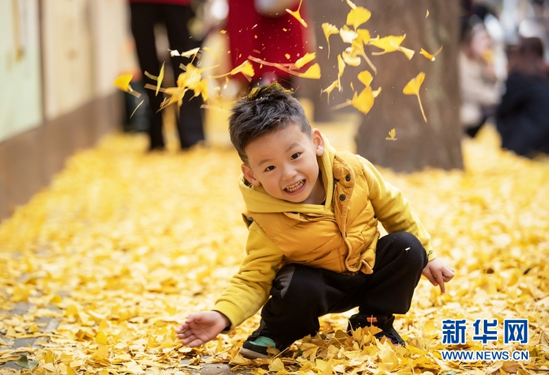 银杏暖初冬 欣赏风景的你也成了风景 