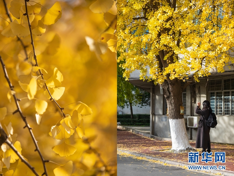 银杏暖初冬 欣赏风景的你也成了风景   国家品牌网