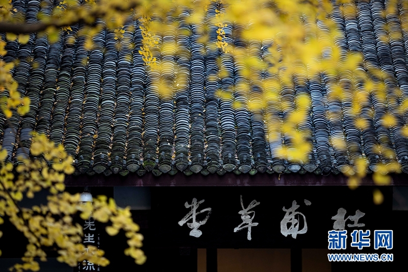 银杏暖初冬 欣赏风景的你也成了风景   国家品牌网