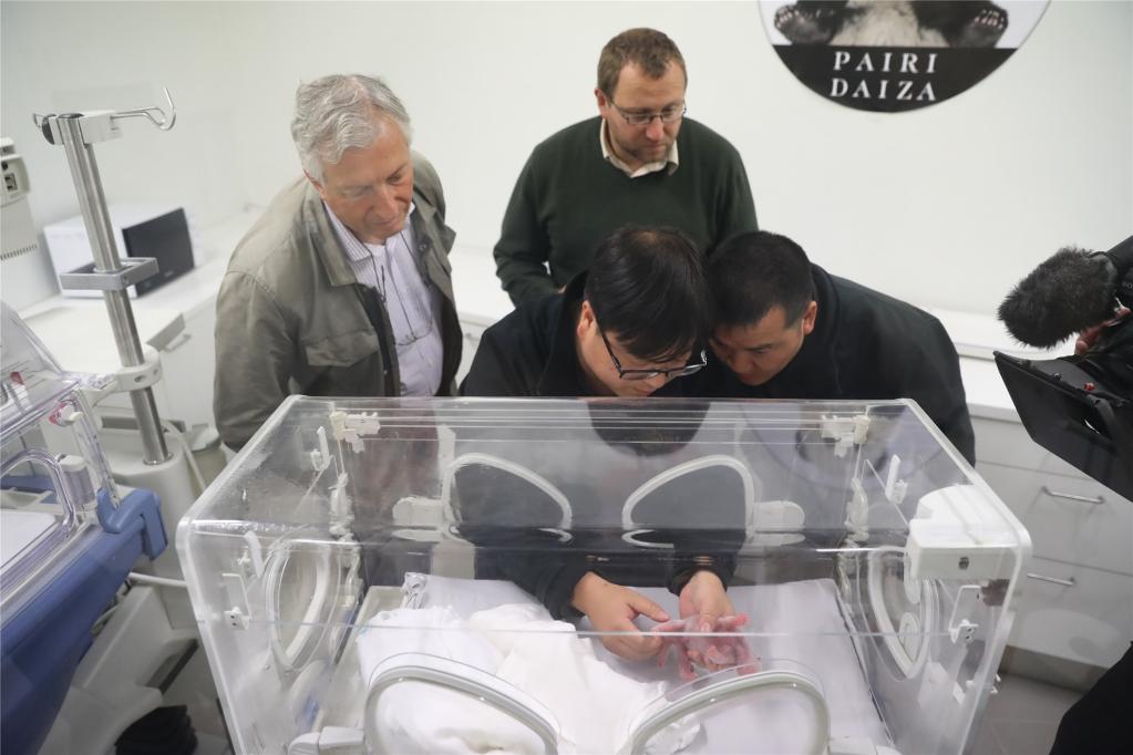 从“盼盼”到“冰墩墩” :这是一个能够跨越任何鸿沟的物种 国家品牌网