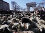 巴黎：2022只绵羊亮相香街