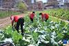 4月5日，在泉州市浮桥街道新步社区，“爱心厨房”的志愿者奶奶们在采摘蔬菜。