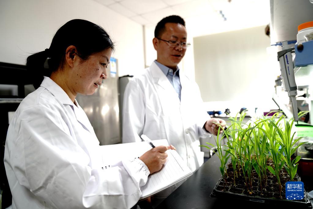 11月16日，中国科学院分子植物科学卓越创新中心巫永睿研究员（右）和上海师范大学王文琴教授夫妇在实验室观察讨论玉米实验秧苗。新华社记者 张建松 摄