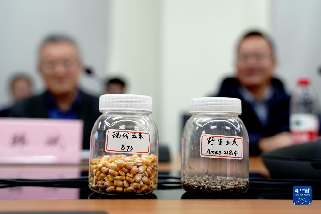 11月16日在中国科学院分子植物科学卓越创新中心拍摄的野生玉米种子和现代玉米种子。新华社记者 张建松 摄