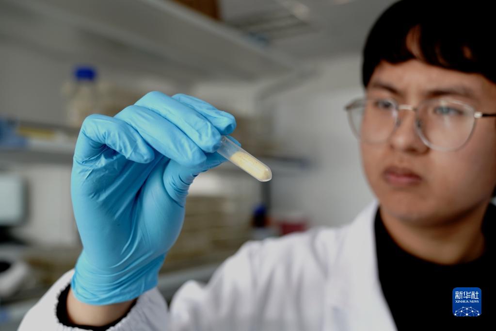 11月16日，中国科学院分子植物科学卓越创新中心博士生朱一栋观察需测定蛋白的玉米粉末样品。新华社记者 张建松 摄