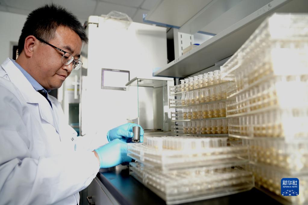 11月16日，中国科学院分子植物科学卓越创新中心副研究员王海海在进行玉米蛋白测定前的包样工作。新华社记者 张建松 摄