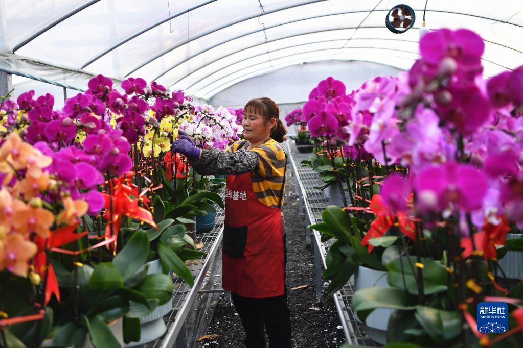 1月10日，在安徽省合肥市包河区大圩镇一家花卉种植基地，工作人员在温室大棚里打理蝴蝶兰。新华社发（谢文君 摄）