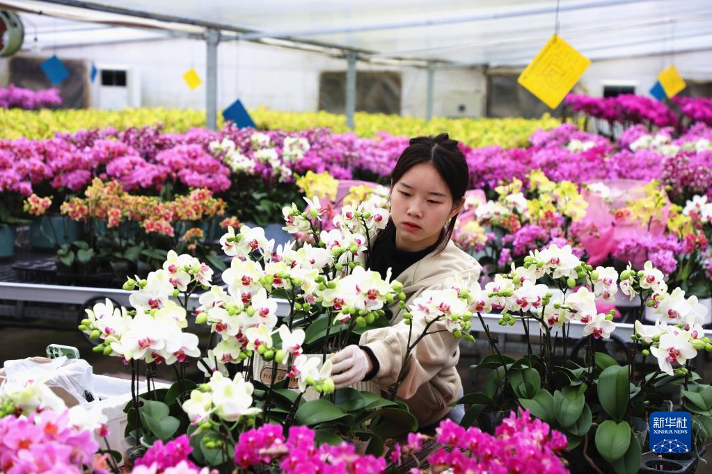 1月10日，安徽省肥西县一家种植基地的工作人员在修整鲜花。 近日，安徽省肥西县迎来鲜花销售旺季。新华社发（陈家乐 摄）