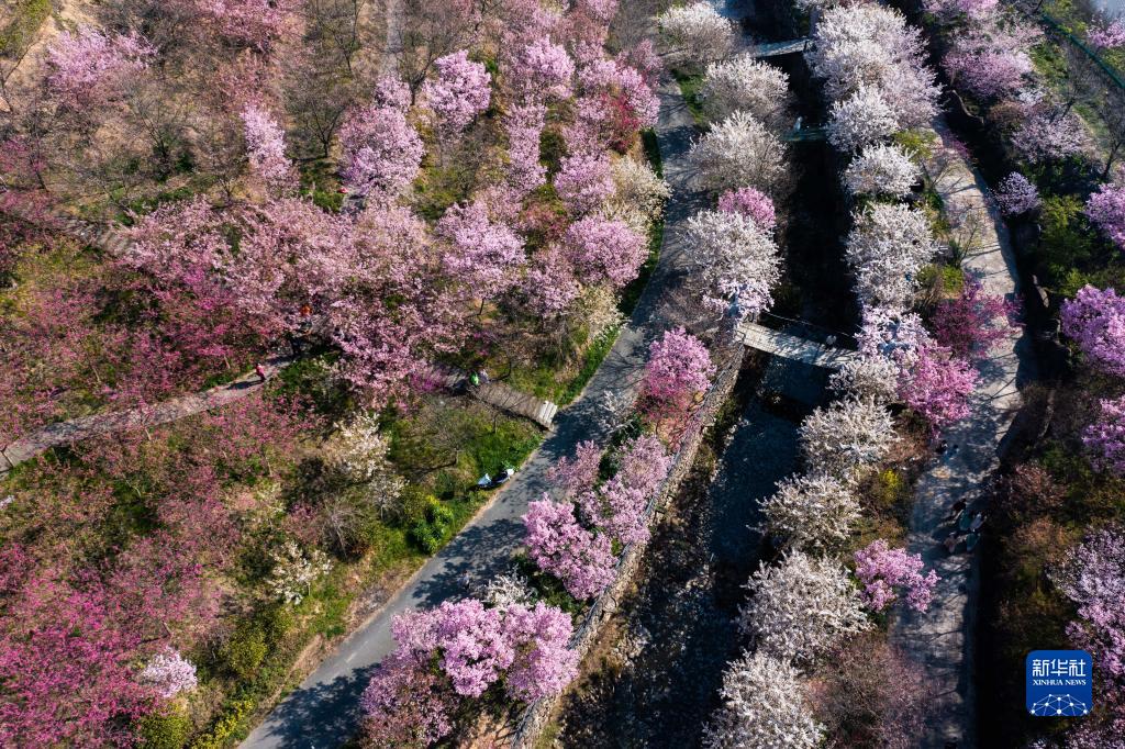 “赏花经济”助力乡村振兴