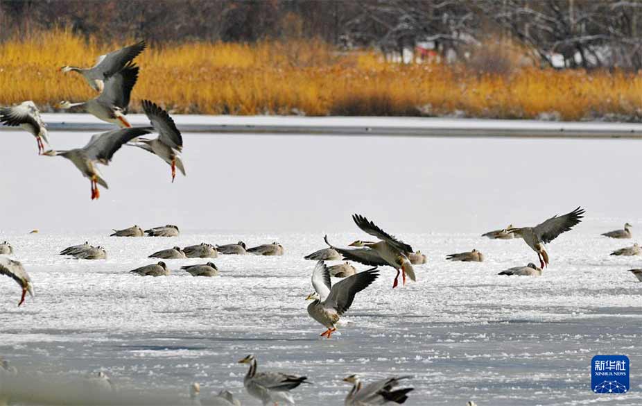 1月18日拍摄的拉鲁湿地的斑头雁。新华社记者 张汝锋 摄
