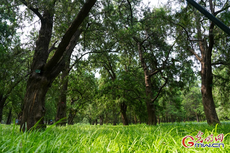 天坛是北京中轴线建筑群中古树最多的地方，现存3562株。其种植方式纵横分明，规模宏大，与天坛空旷的空间布局、独特的建筑造型紧密结合，共同塑造了祭祀场所独特的神圣感。