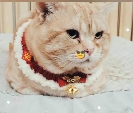 宠物“免费领养”背后究竟多少“坑”等着你