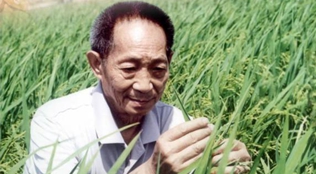 跟着课本，一起缅怀袁隆平！ 